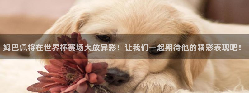 世界杯预选赛欧洲：姆巴佩将在世界杯赛场大放异彩！让我们一起期待他的精彩表现吧！
